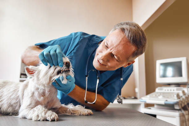  Elk Grove Vlage, IL Emergency Dentist Pros
